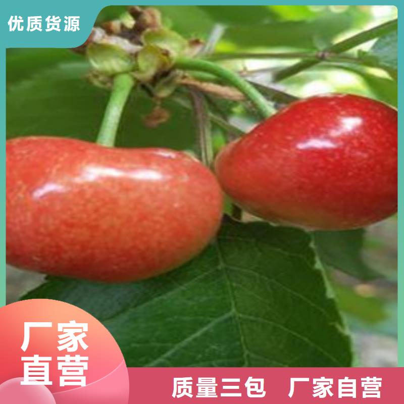 质量靠谱的樱桃苗厂家