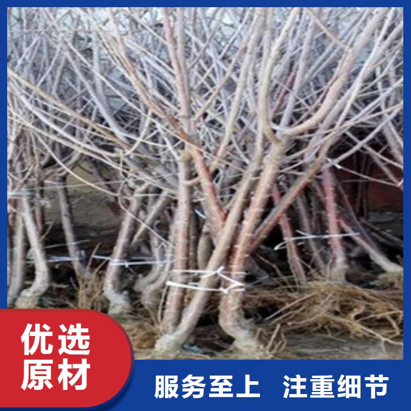 采购樱桃苗-实体厂家可定制