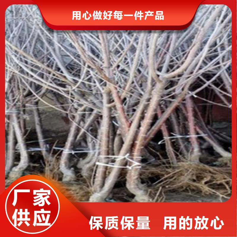 樱桃苗专业定制