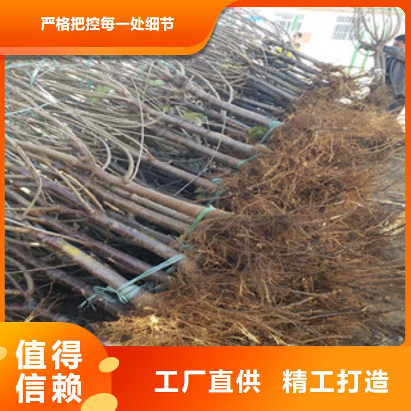 樱桃苗厂家-性价比高