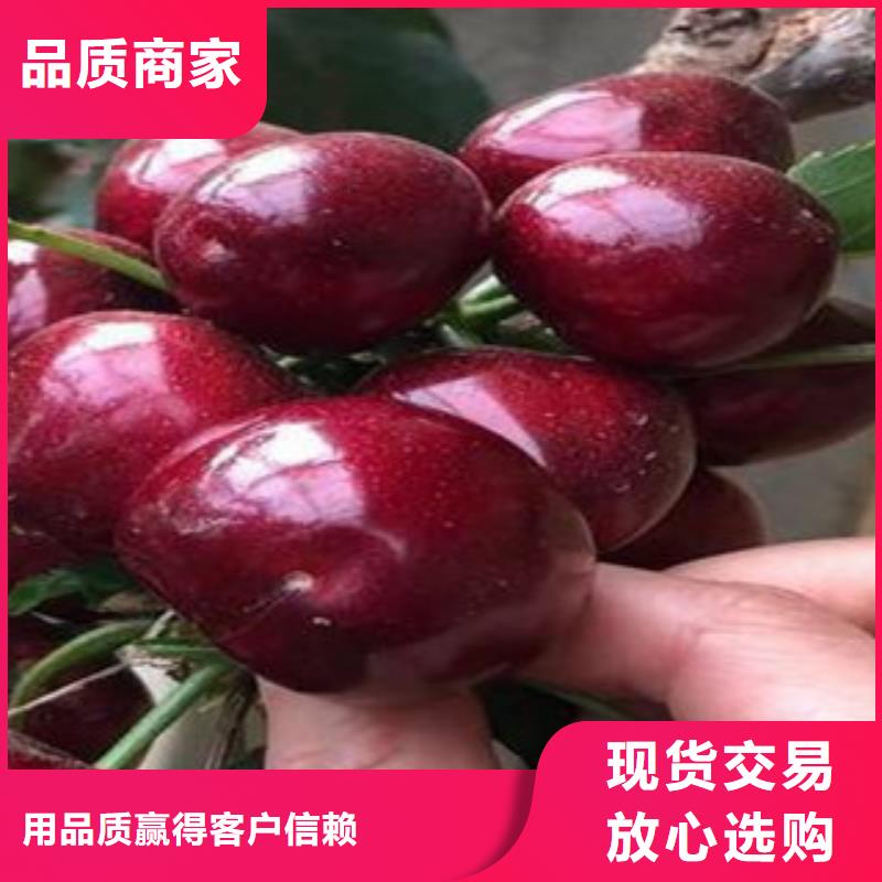 樱桃苗购买注意事项