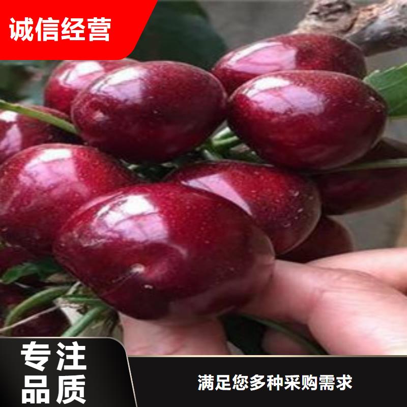 樱桃苗厂家-性价比高