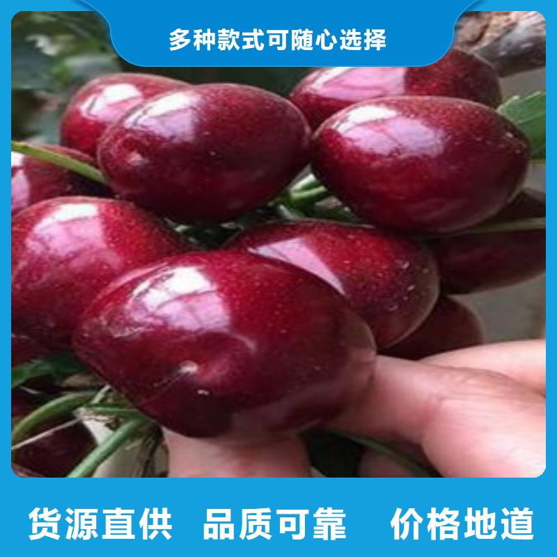 樱桃苗远销海外