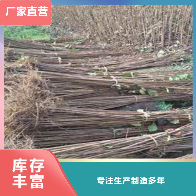 樱桃苗-货到付款