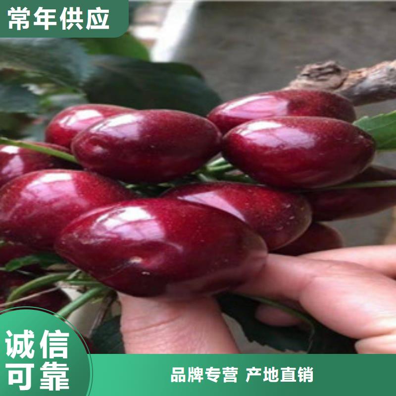 樱桃苗厂家-性价比高