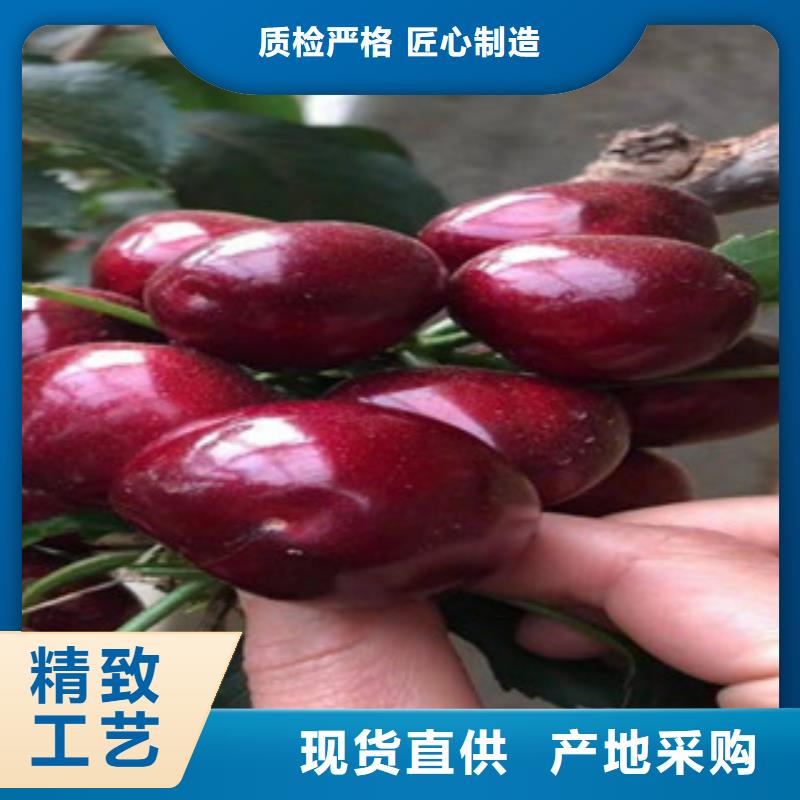 樱桃苗远销海外