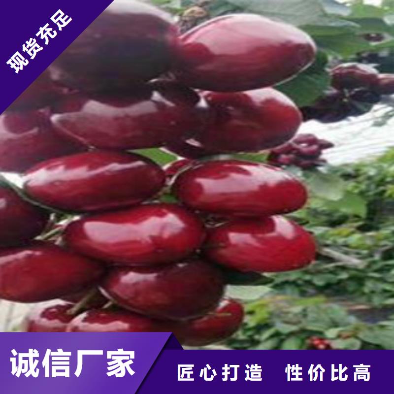 采购樱桃苗-实体厂家可定制