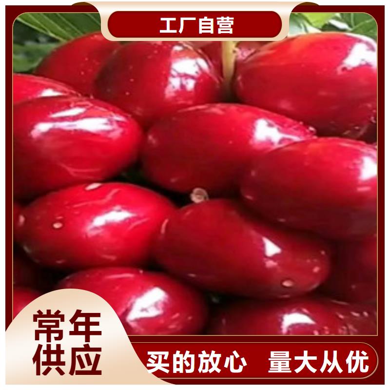 樱桃苗厂家-性价比高