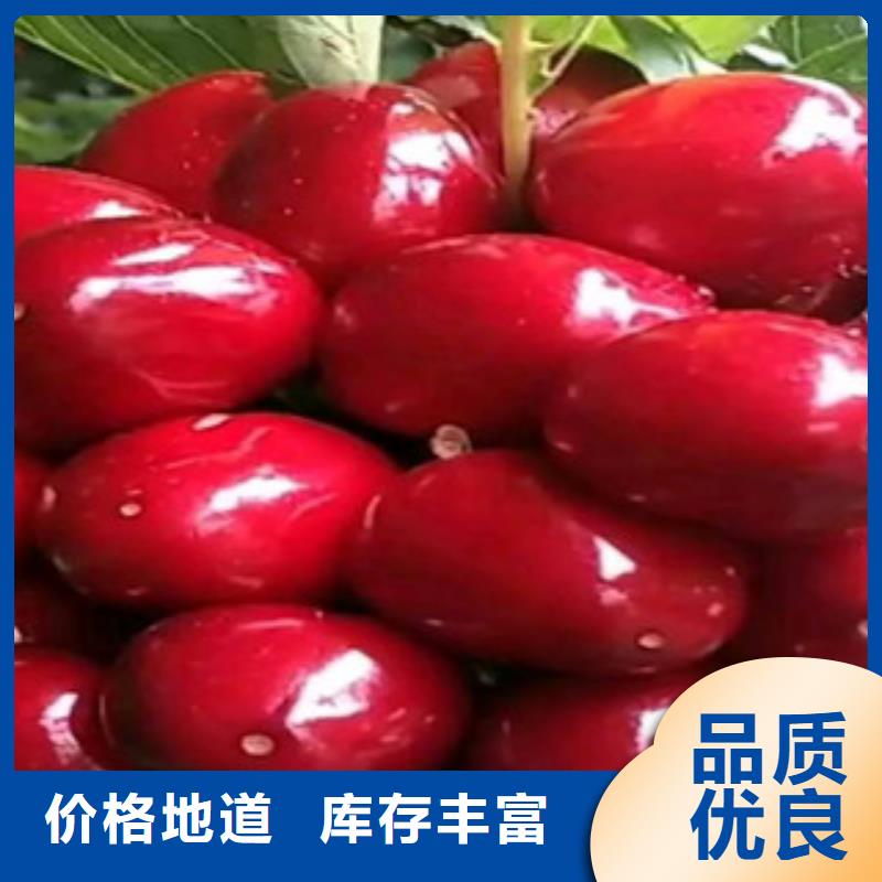 樱桃苗购买注意事项