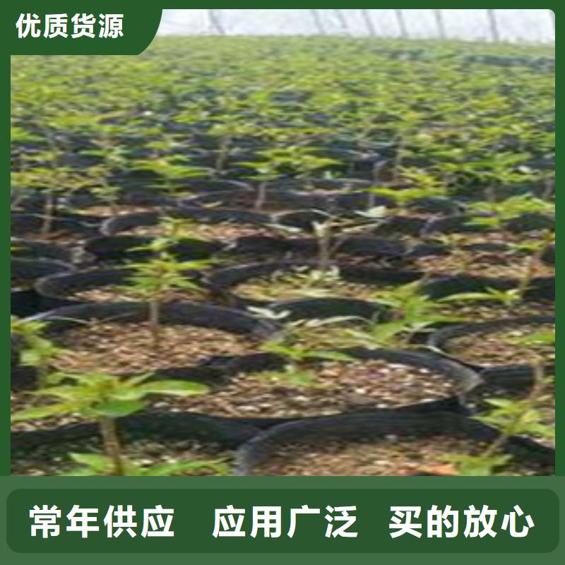 质量靠谱的樱桃苗厂家