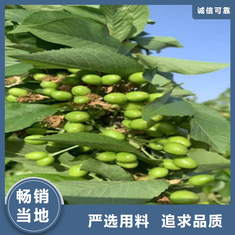 价格低的樱桃苗供应商