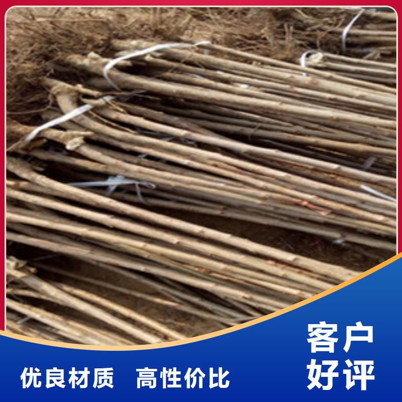 樱桃苗口碑