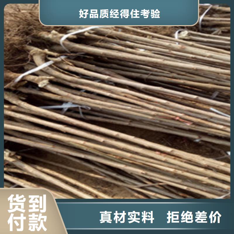 樱桃苗-货到付款