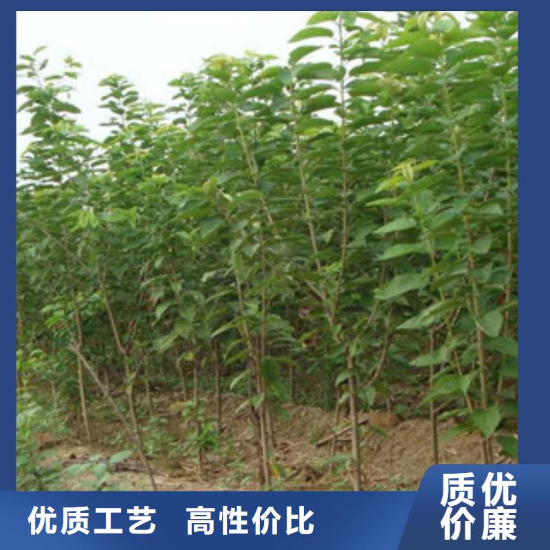 樱桃苗施工队伍