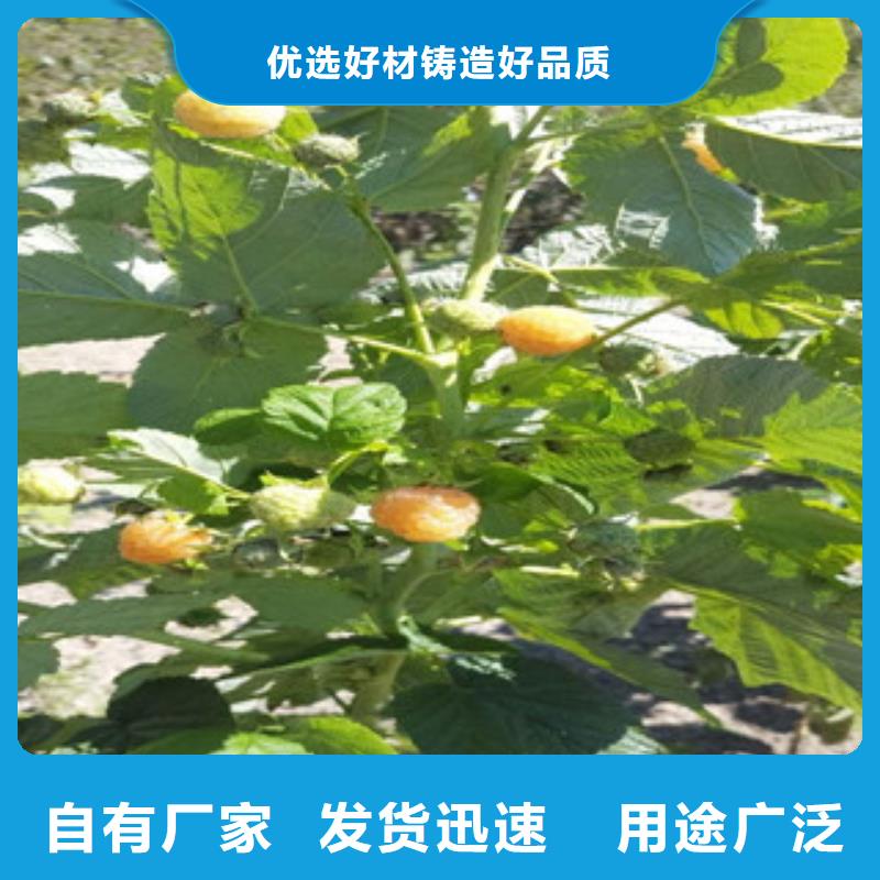 树莓苗厂家，发货快