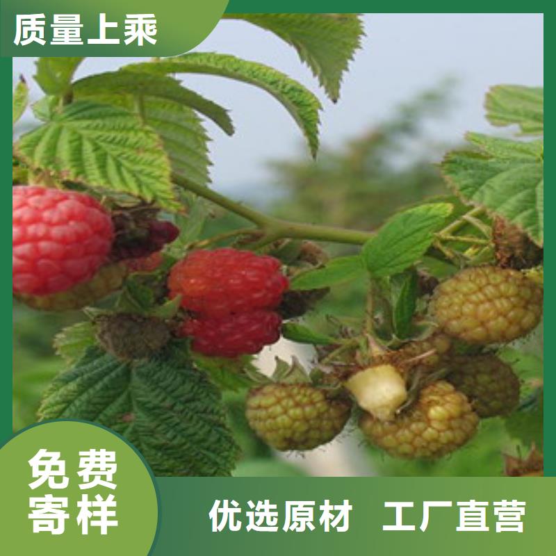2025专注品质##树莓苗##质量保证