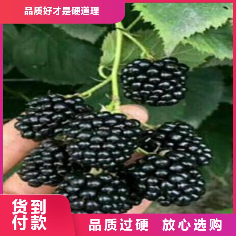树莓苗工厂-厂家