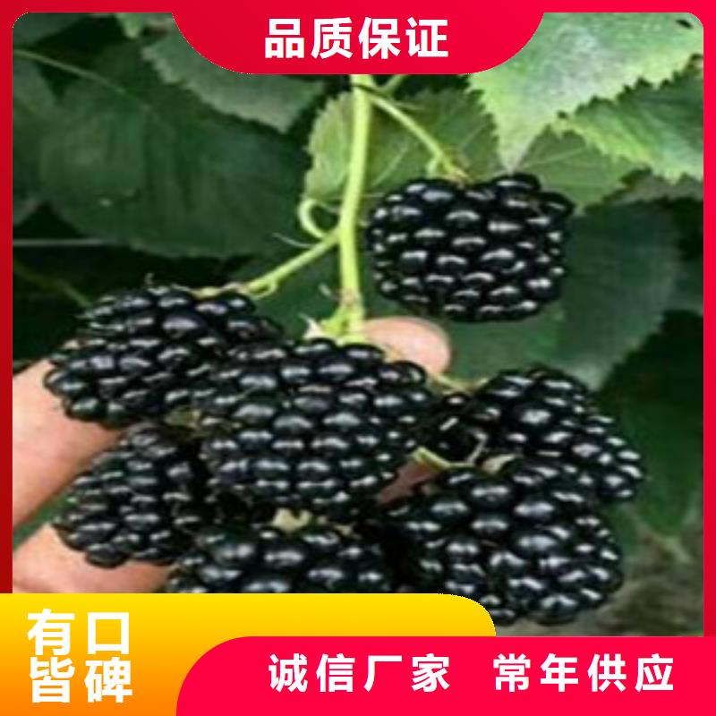 树莓苗厂家价格低