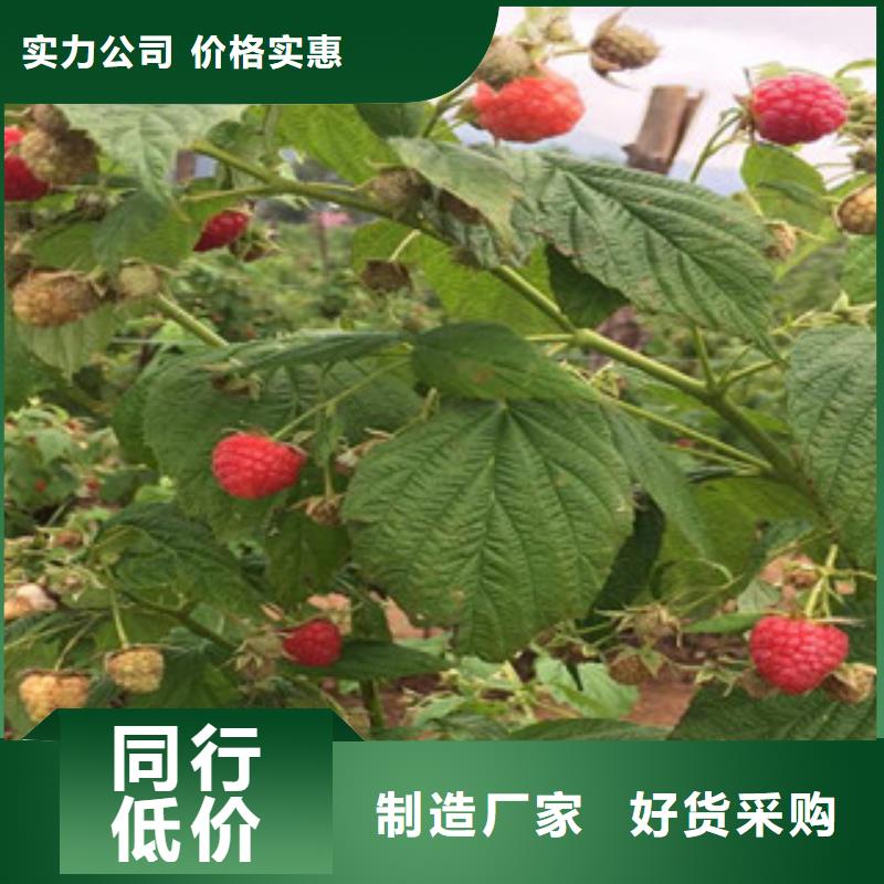 树莓苗经济实用