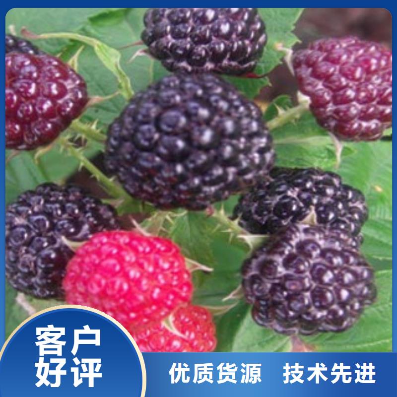 2025##树莓苗厂家##批发