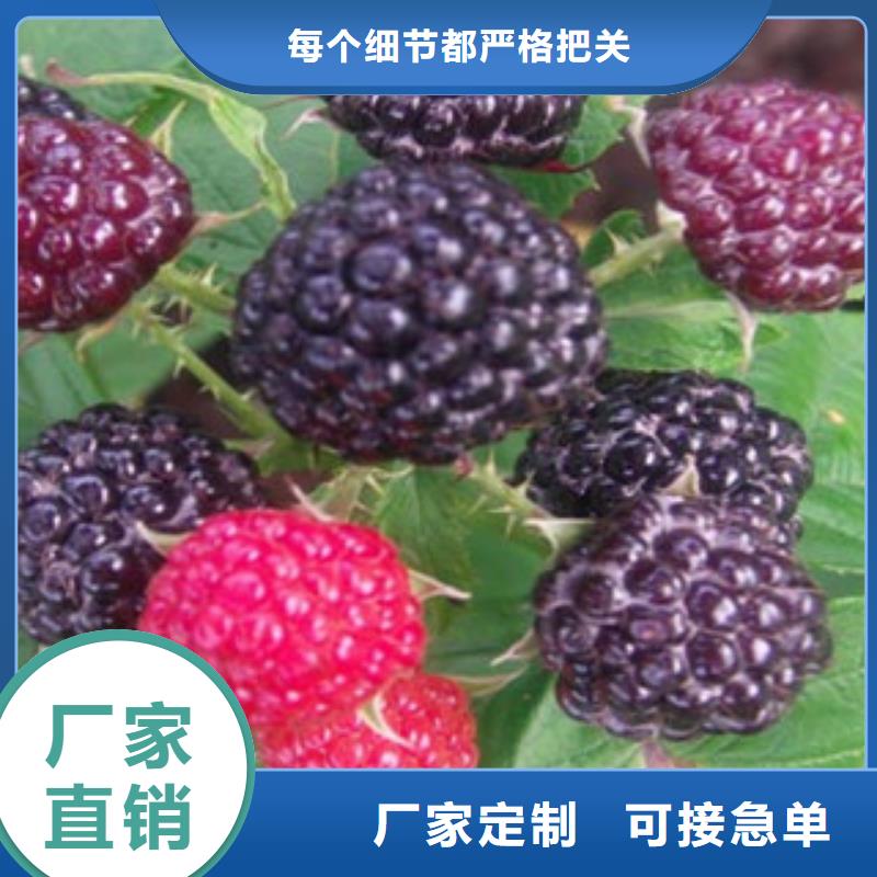 树莓苗保质保量