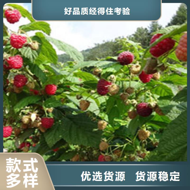 树莓苗品牌-报价