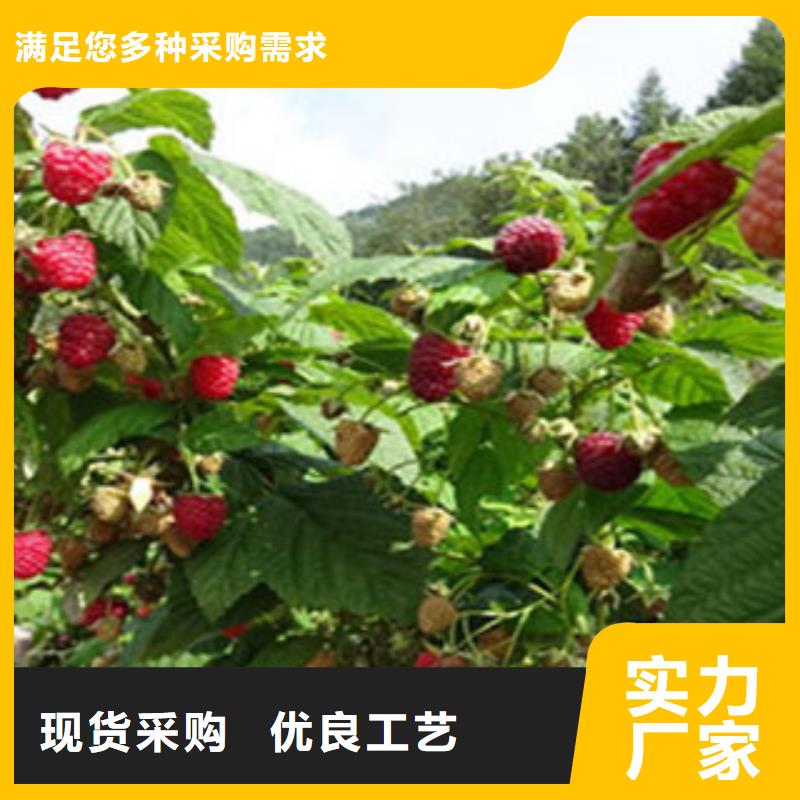 树莓苗大品牌放心购