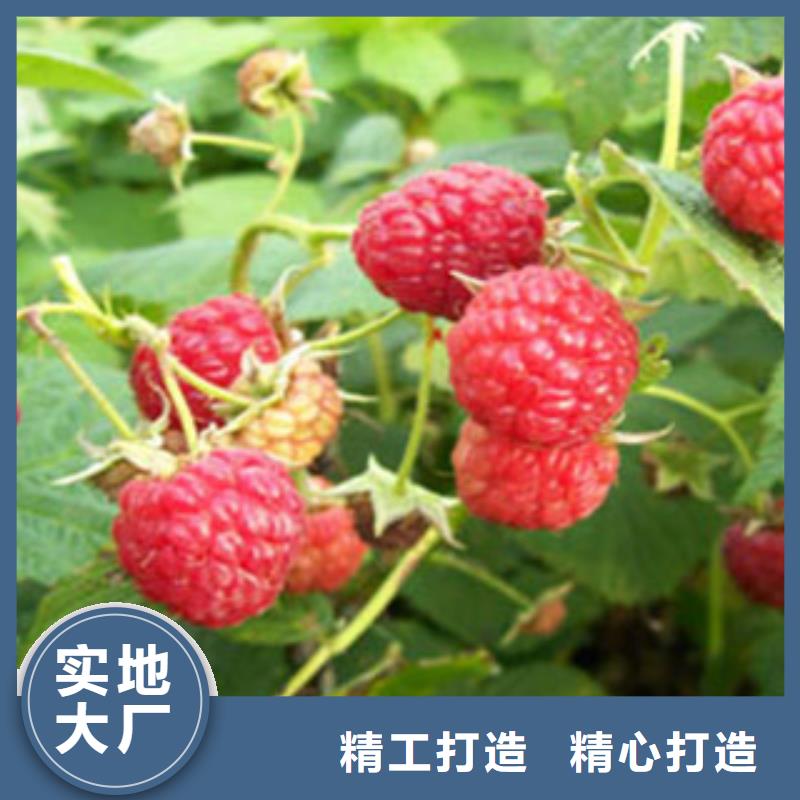 卖树莓苗的生产厂家