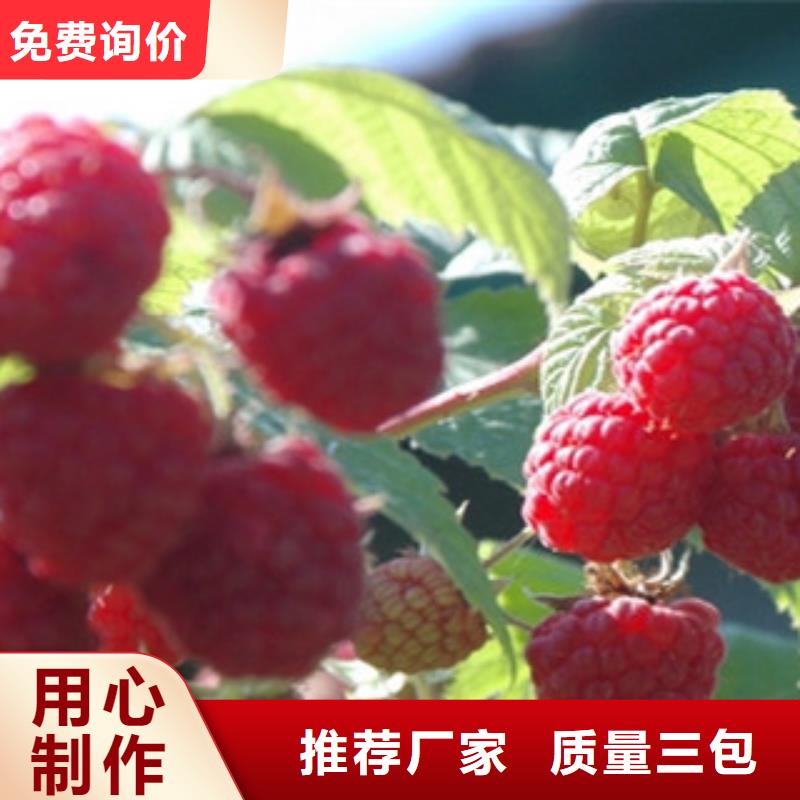 #树莓苗#欢迎来电咨询