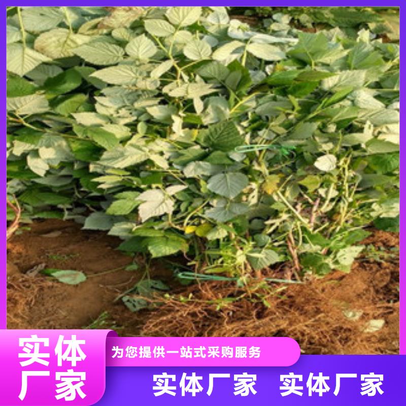 树莓苗工厂-厂家