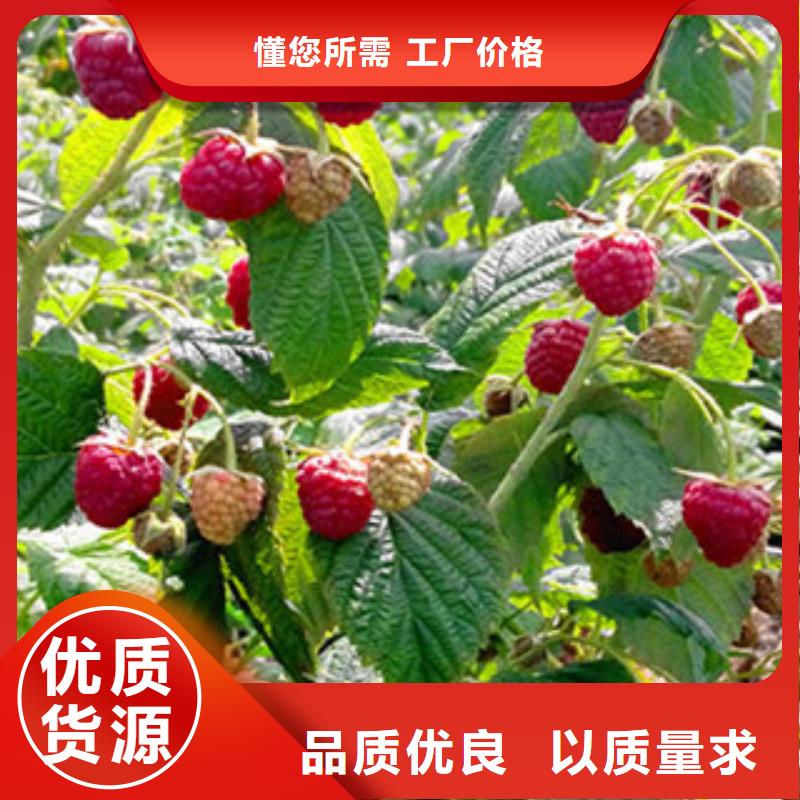 树莓苗大品牌放心购