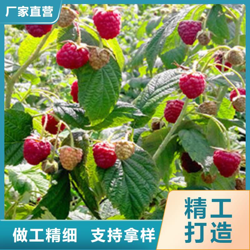 树莓苗保质保量