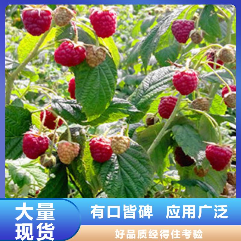 树莓苗厂家_咨询优惠