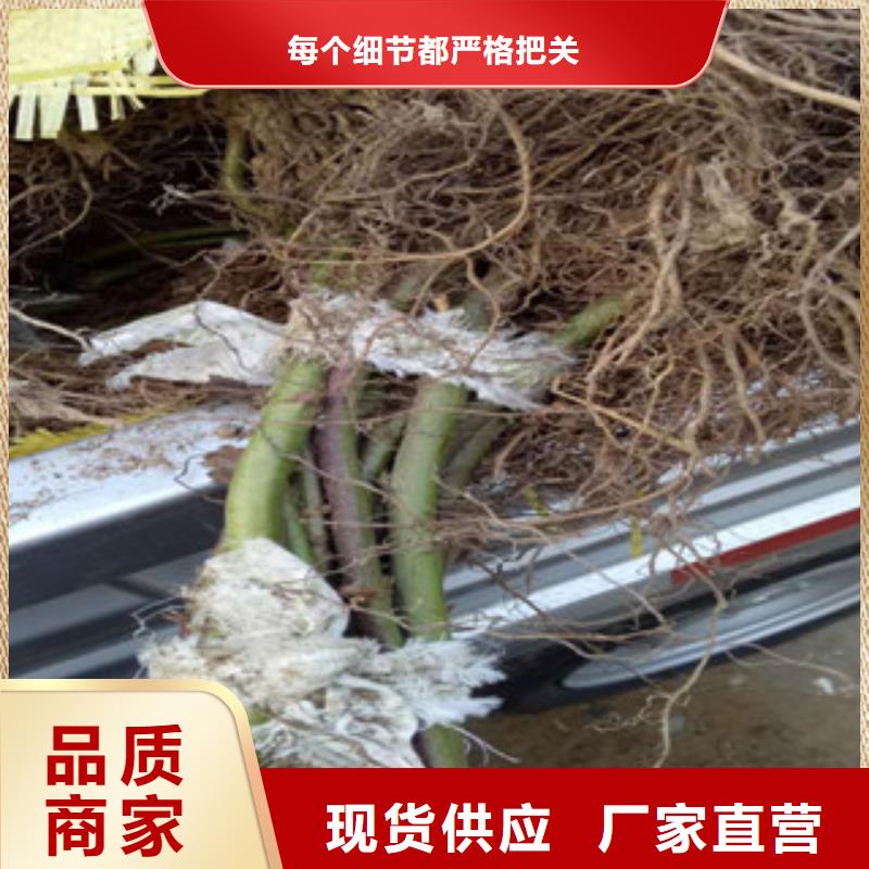 #树莓苗#欢迎来电咨询
