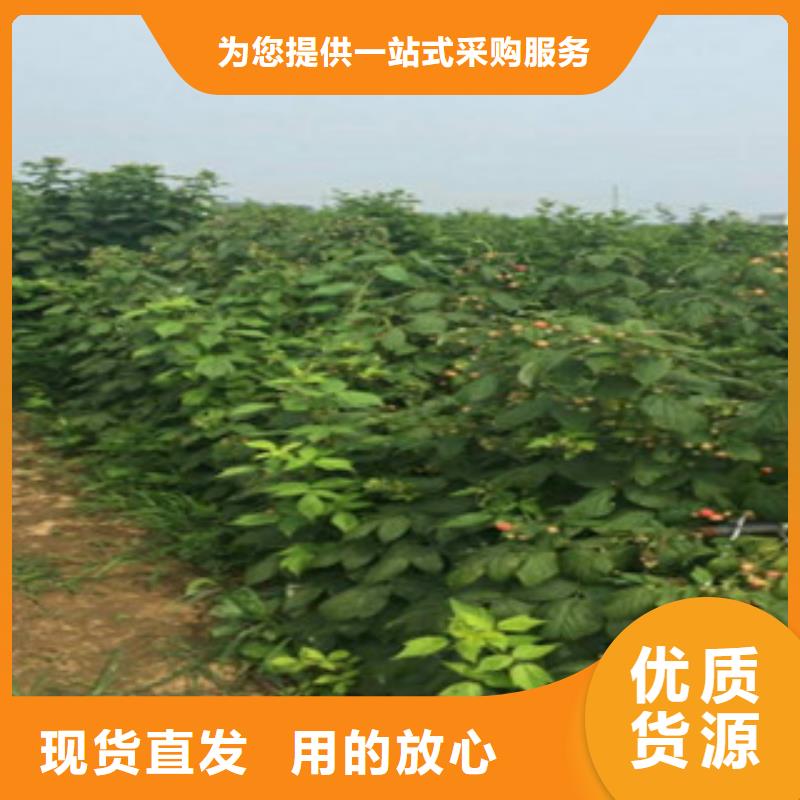 定做树莓苗的批发商