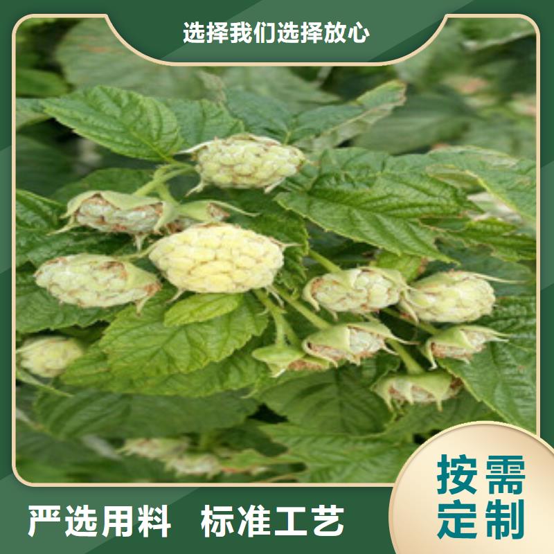 树莓苗市场报价