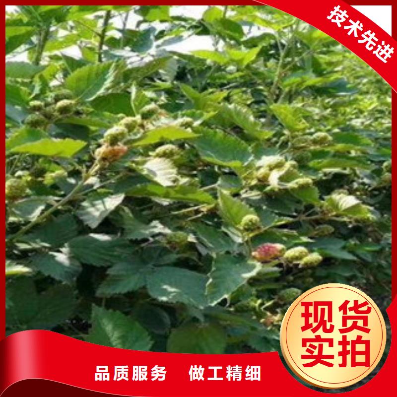 树莓苗、树莓苗厂家直销-价格合理