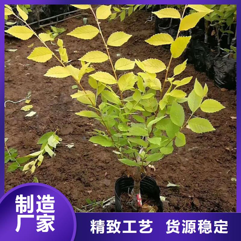 供应批发金叶榆-优质