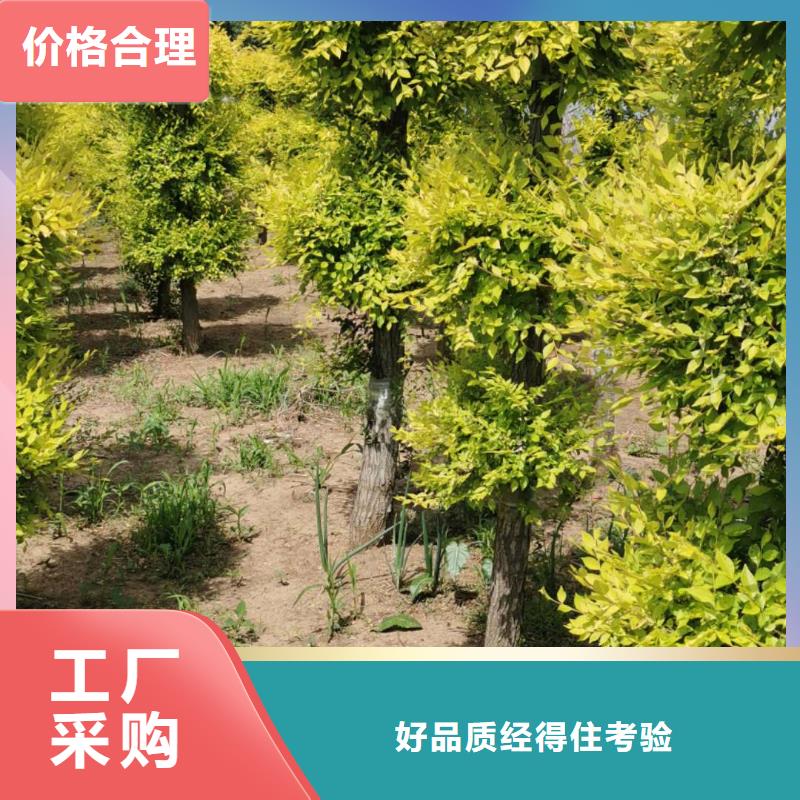 金叶榆厂家直销