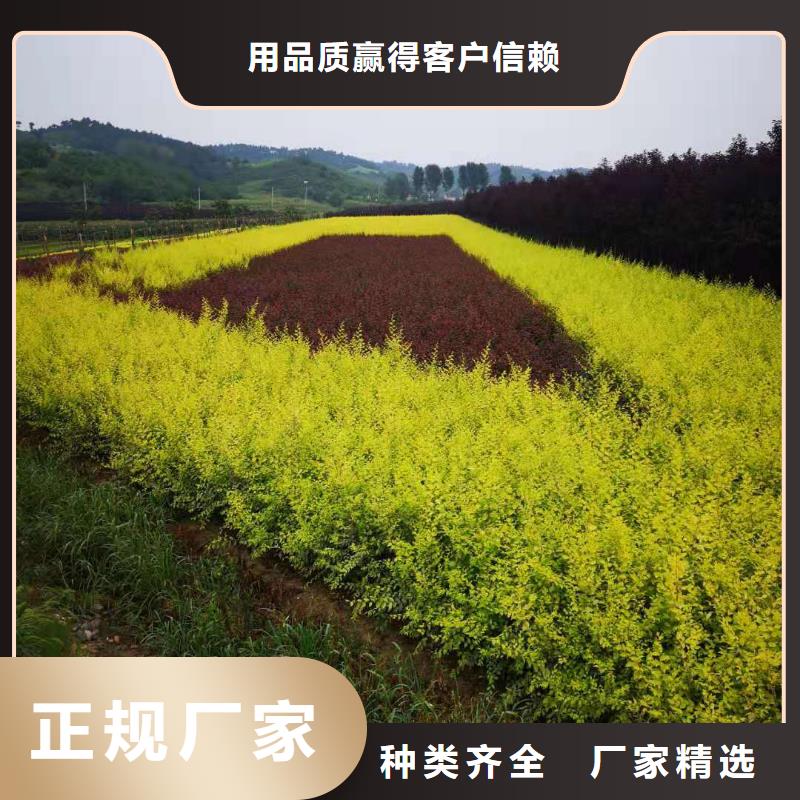金叶榆批发厂家