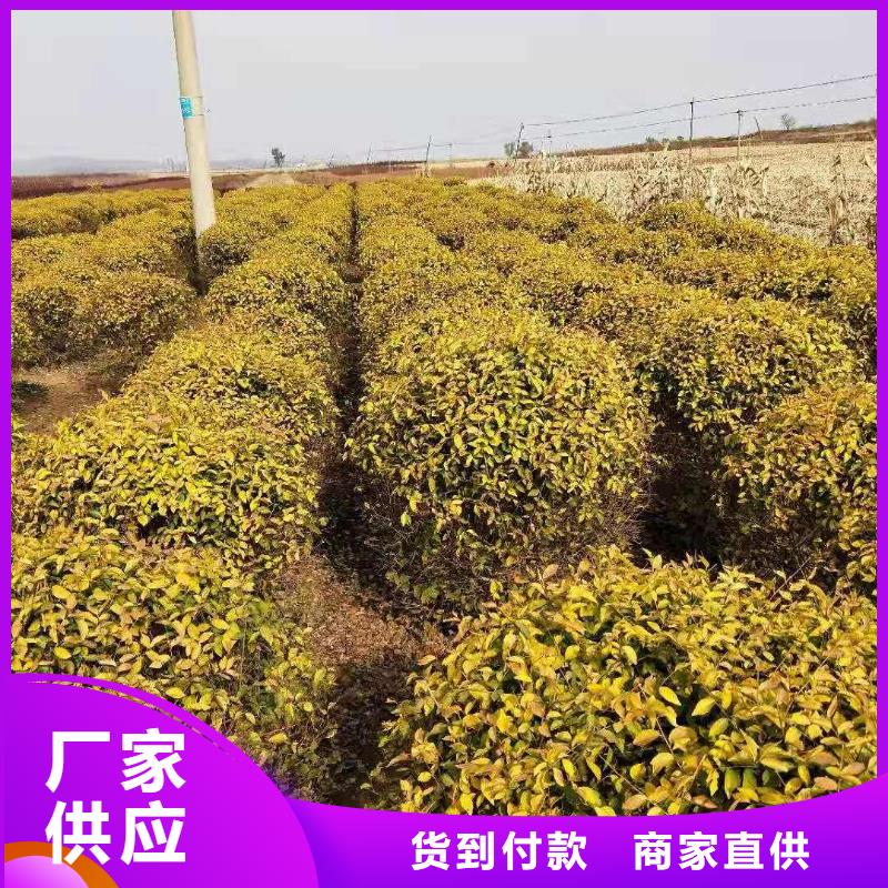 定做金叶榆的厂家