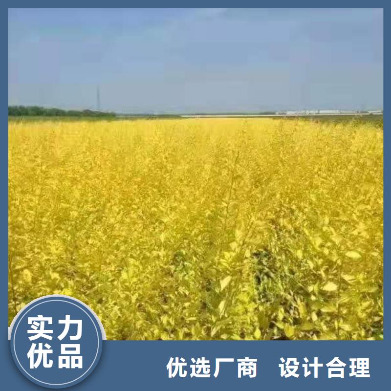 经验丰富的金叶榆厂家