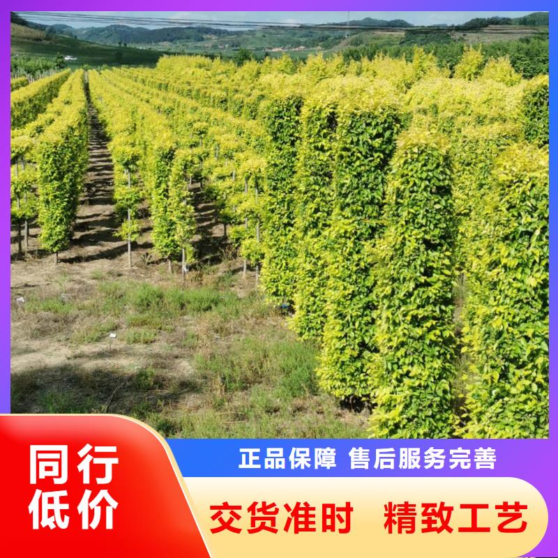 金叶榆量大从优
