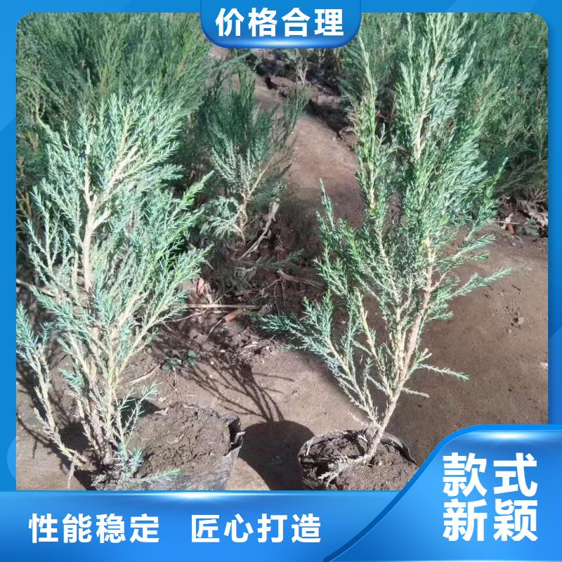 沙地柏-沙地柏性价比高
