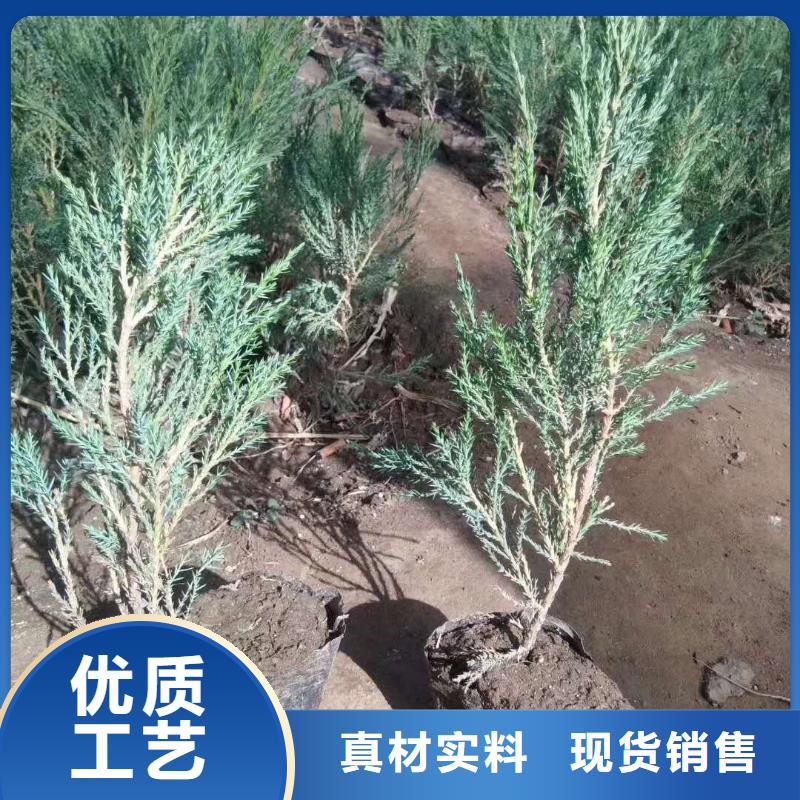 沙地柏厂家在什么位置
