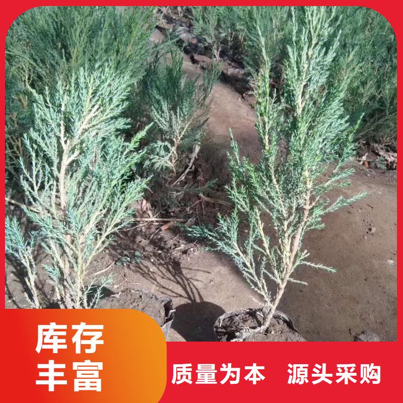 沙地柏-诚信经营价格公道合理