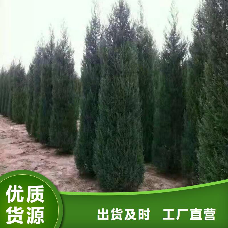 沙地柏发货快