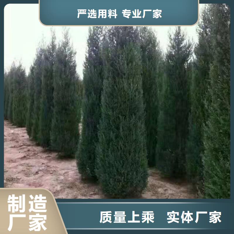 购买沙地柏满意后付款