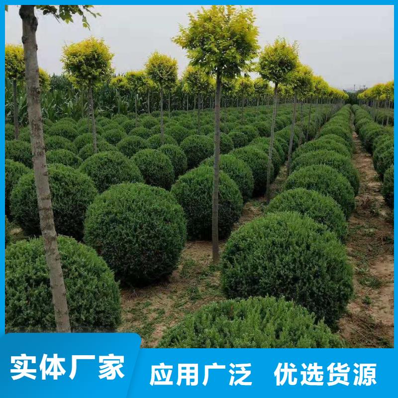 规格齐全的沙地柏基地