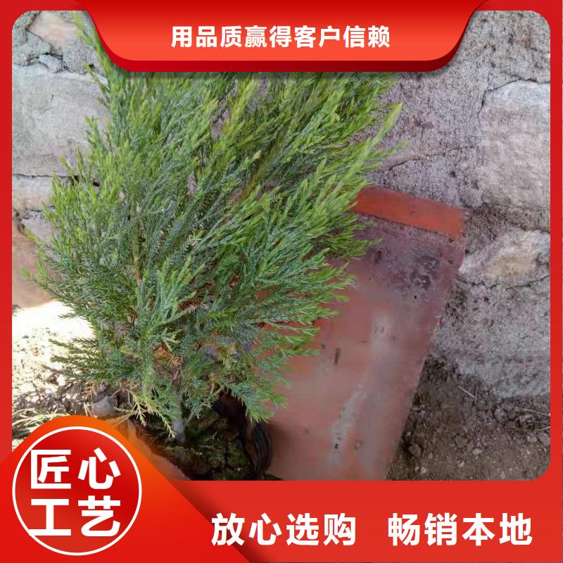 沙地柏厂家现货销售